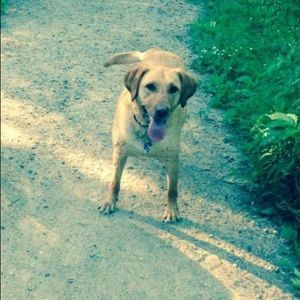 Meet your Posher, Abby